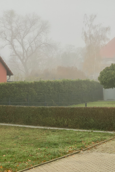 Blick aus meinem Küchenfenster über Nachbars Garten. Draußen ist es sehr trübe und nebelig.