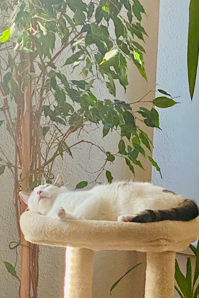 Meine Katze liegt auf ihrem Lieblingsplatz und schläft. Sie symbolisiert die Ruhe, die ich nun halten musste wegen meines Hexenschusses.