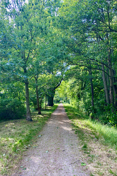 Hier ist ein Weg mitten durch den Wald zu sehen, auf dem ich gelaufen bin.