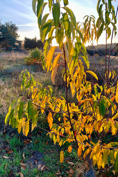 Spaziergang durch die langsam herbstlich werdende Natur. Heidelandschaft im Hintergrund und die Sonne scheint durch einen kleinen Strauch, dessen Blätter schon gelb sind. Durch das Sonnenlicht leuchten die Blätter wunderschön.