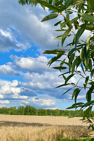 Mein Lauftraining geht weiter vorbei an gelben Stoppelfeldern. Am hellblauen Himmel schweben mittelgroße Schäfchenwolken.
