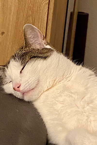 Meine Katze in Großaufnahme. Sie liegt bei mir auf dem Sofa und schläft, während ich meinen Hexenschuss auskurriere.