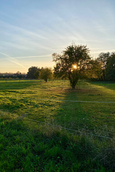 Man sieht eine Wiese und im Hintergrund einzelne Bäume. Die untergehende Sonne scheint mitten durch die Baumkrone eines einzeln stehenden Baumes.