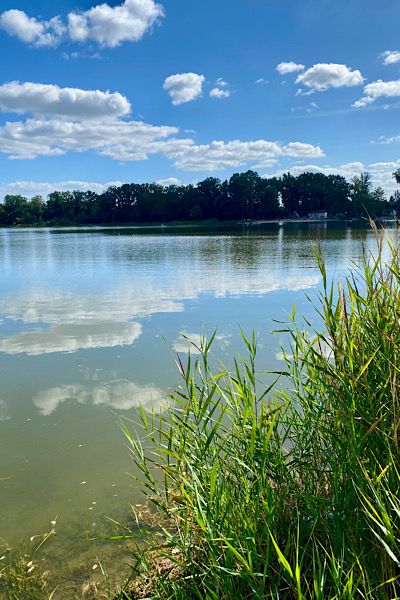 Ein weiterer schöner Blick über den Körbaer See. Am Ufer das Schilfgras und kleine Schäfchenwolken spiegeln sich auf der Wasseroberfläche.