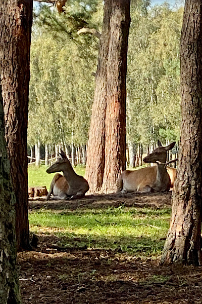 Dieses Bild zeigt eine im Gras unter Bäumen liegende Reh-Familie. Im angrenzenden Wald in Klaistow befindet sich dieses Wildtiergehege.
