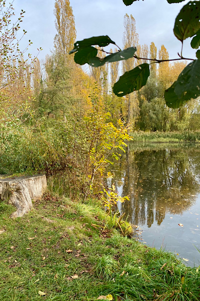 Mein Abschlussbild zeigt einen kleinen Teich, der umsäumt ist von Trauerweiden und Sträuchern, deren Blätter sich langsam herbstlich verfärben. Die ersten abgefallenen Blätter schwimmen auf der Wasseroberfläche.